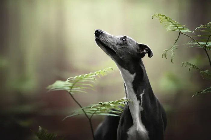 I Combined My Two Favorite Things, Dogs And Nature, To Create These Magical Photos (49 Pics)