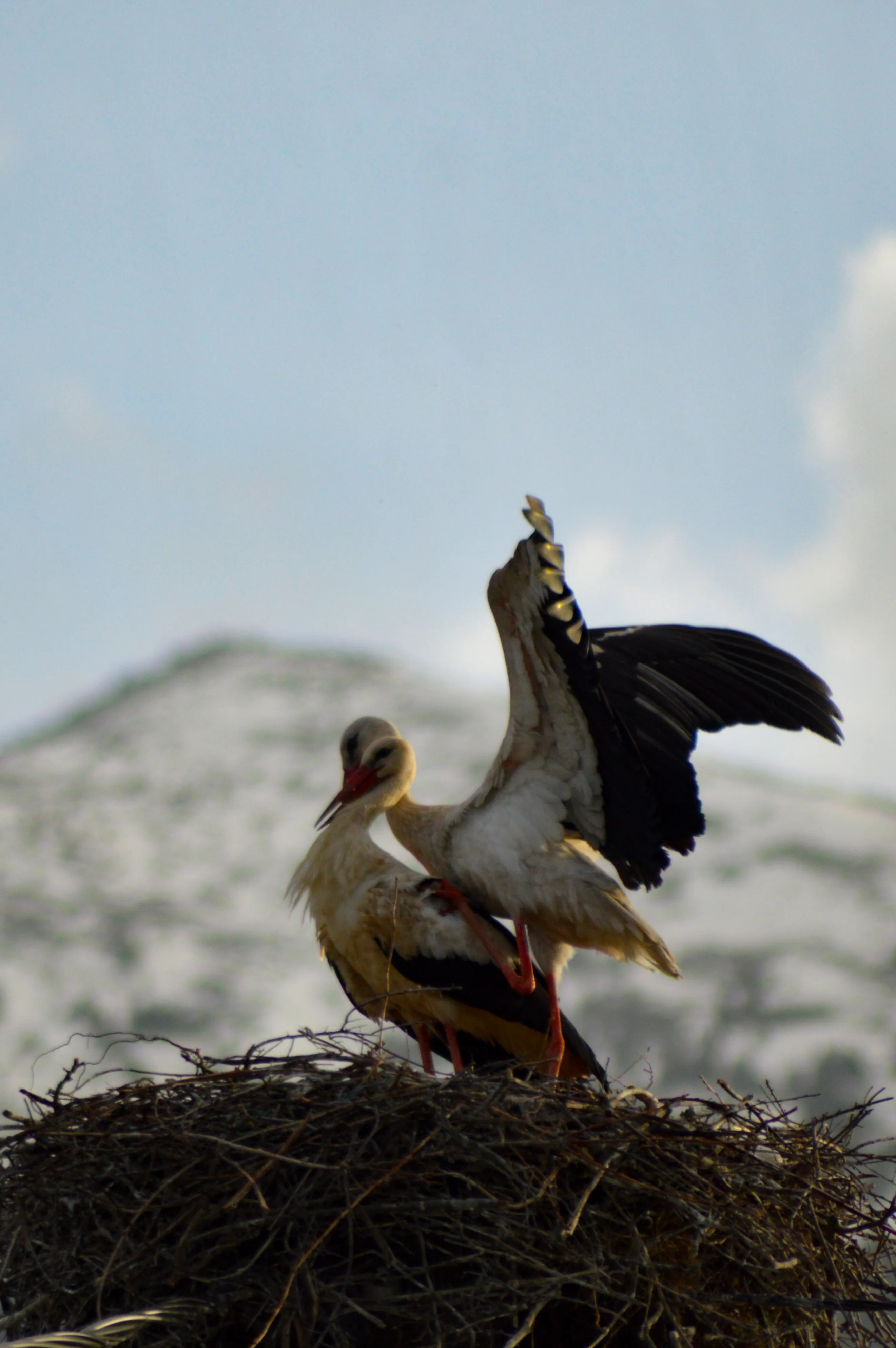 I Spent 75 Hours To Capture This Love Ceremony, They Are Simply Like Humans