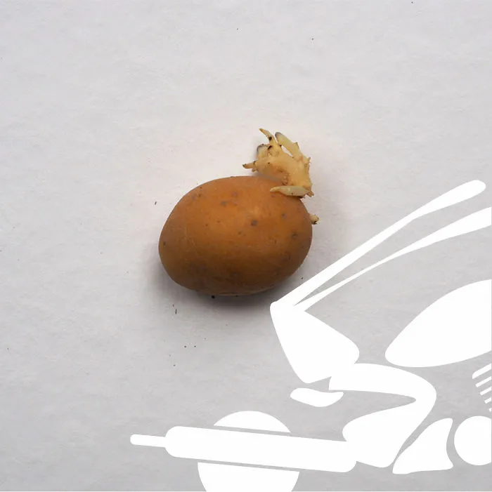 Be A "I Wanna Go For A Harley Ride" Potato