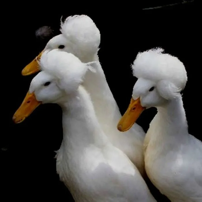 30 Ducks That Look Like 18th-Century Wig-Wearing Aristocrats