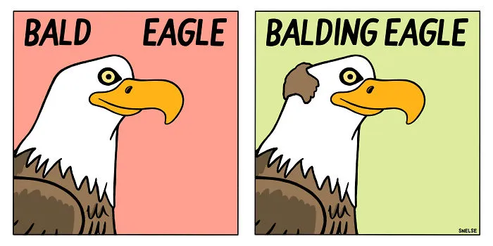 Bald Eagles