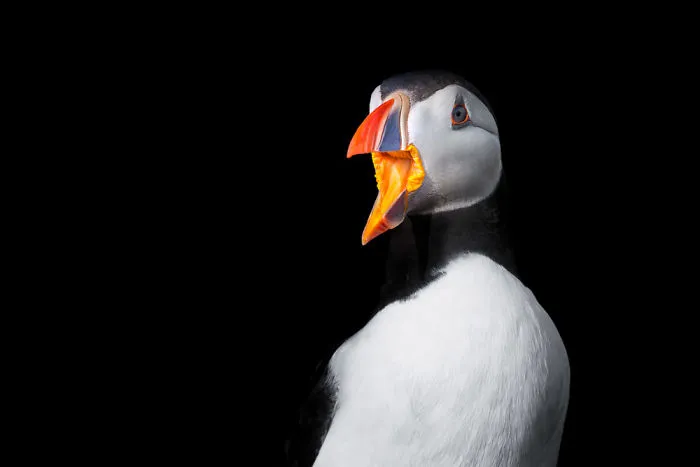 Puffin On Black