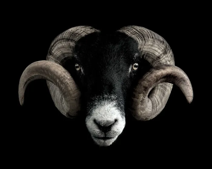 Swaledale Sheep