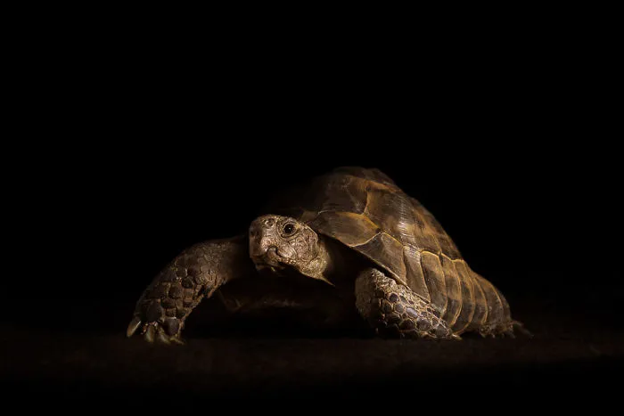Tortoise On Black