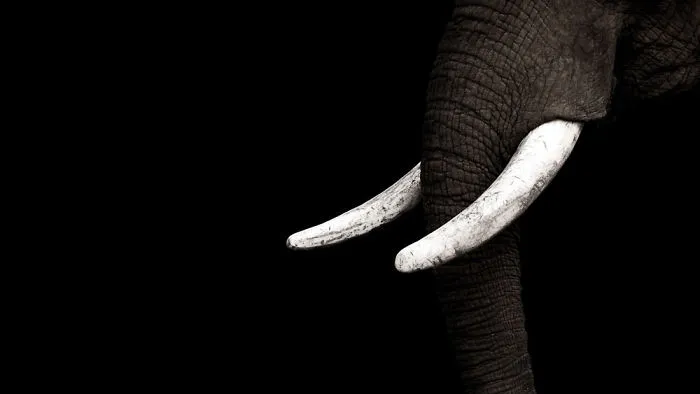 Ivory On Black
