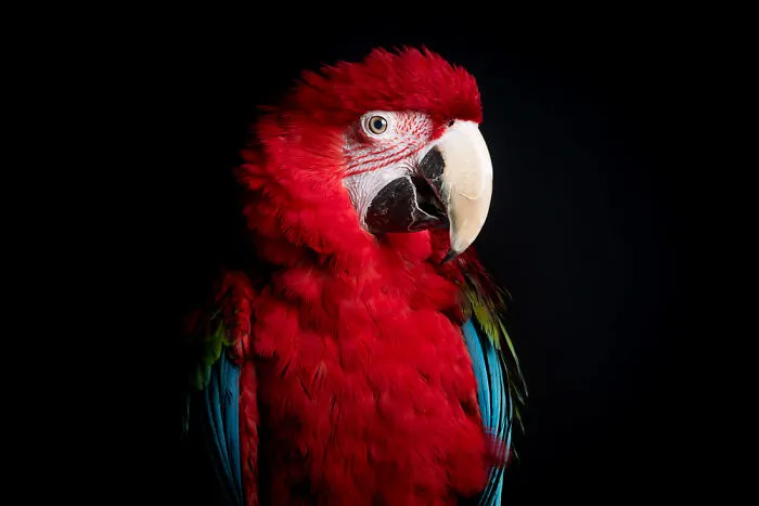 Green-Winged Parrot