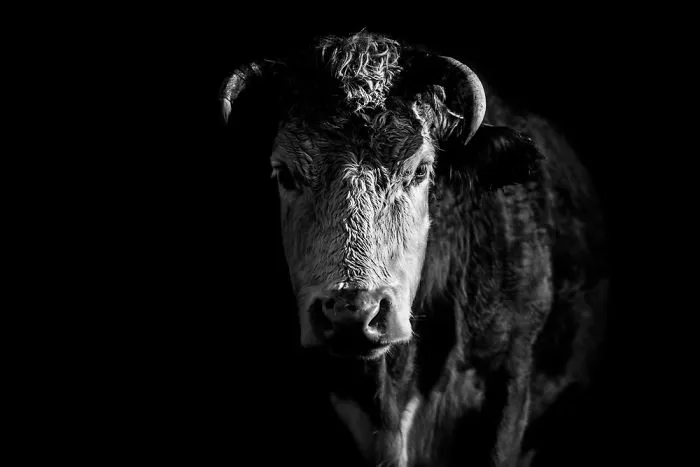 Low Key Cattle