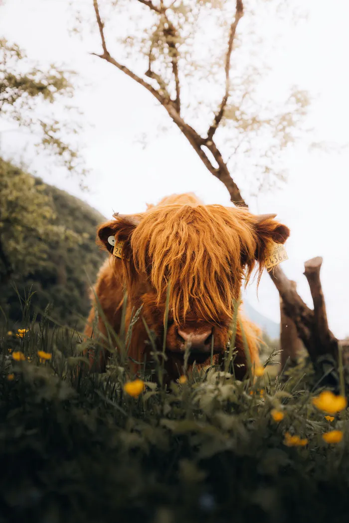 Highlander In Spring
