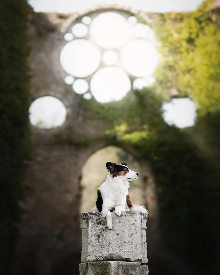 I Combined My Two Favorite Things, Dogs And Nature, To Create These Magical Photos (49 Pics)