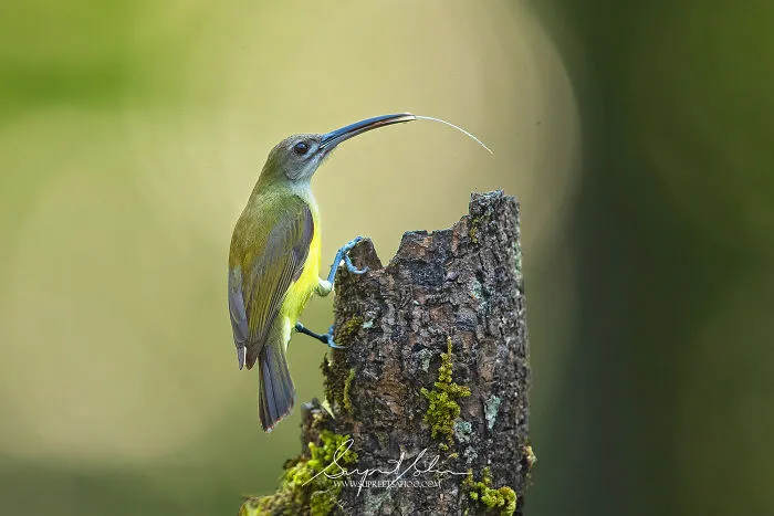 Little Spiderhunter