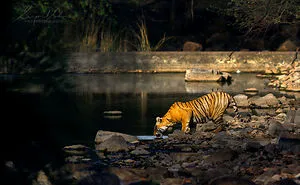 40 Beautiful And Elusive Animals I Found In India