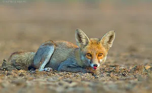 40 Beautiful And Elusive Animals I Found In India