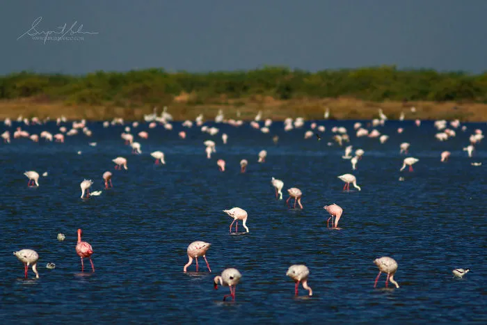 Lesser Flamingos