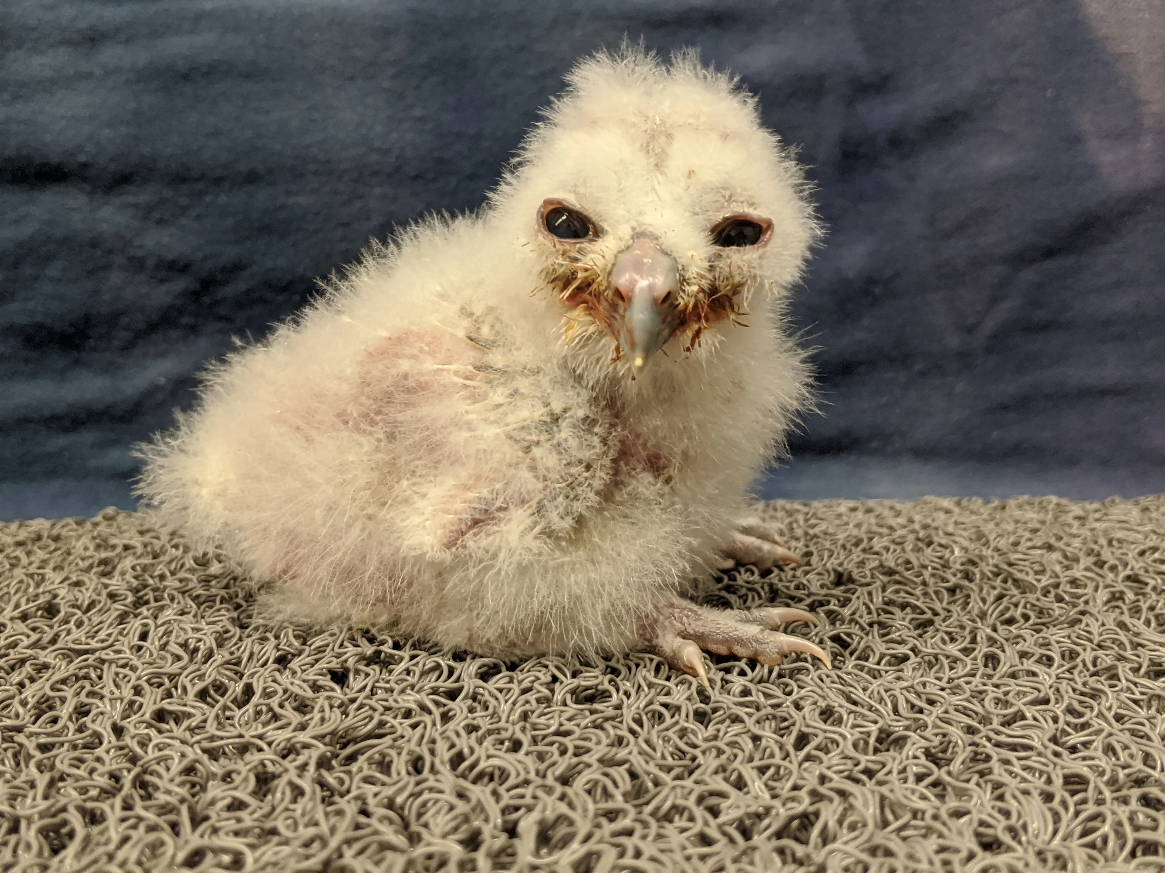 Chick J Is The Newest Addition To The Population Of Canada's Most Endangered Owl