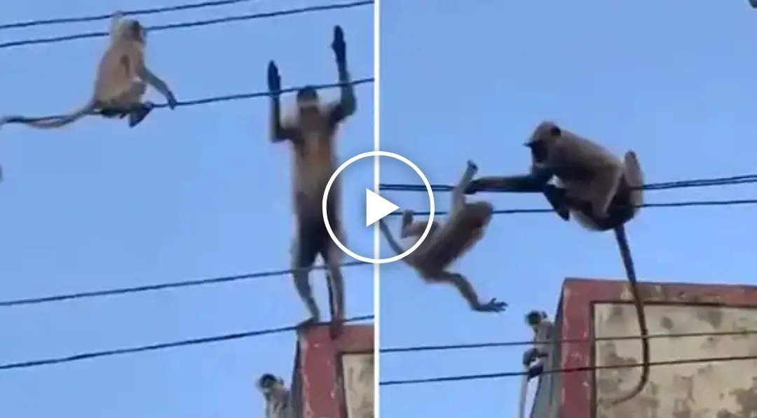 Monkey Rescue Her Baby From High Wire