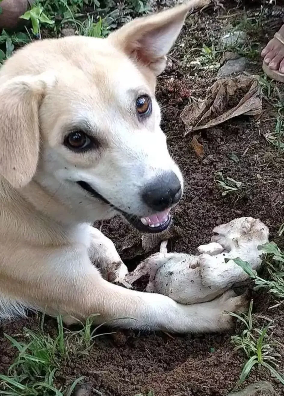 Heart Breaking Moment Mother Dog Digs Up Its Dead Puppy And Ties To Bring It Back To Life