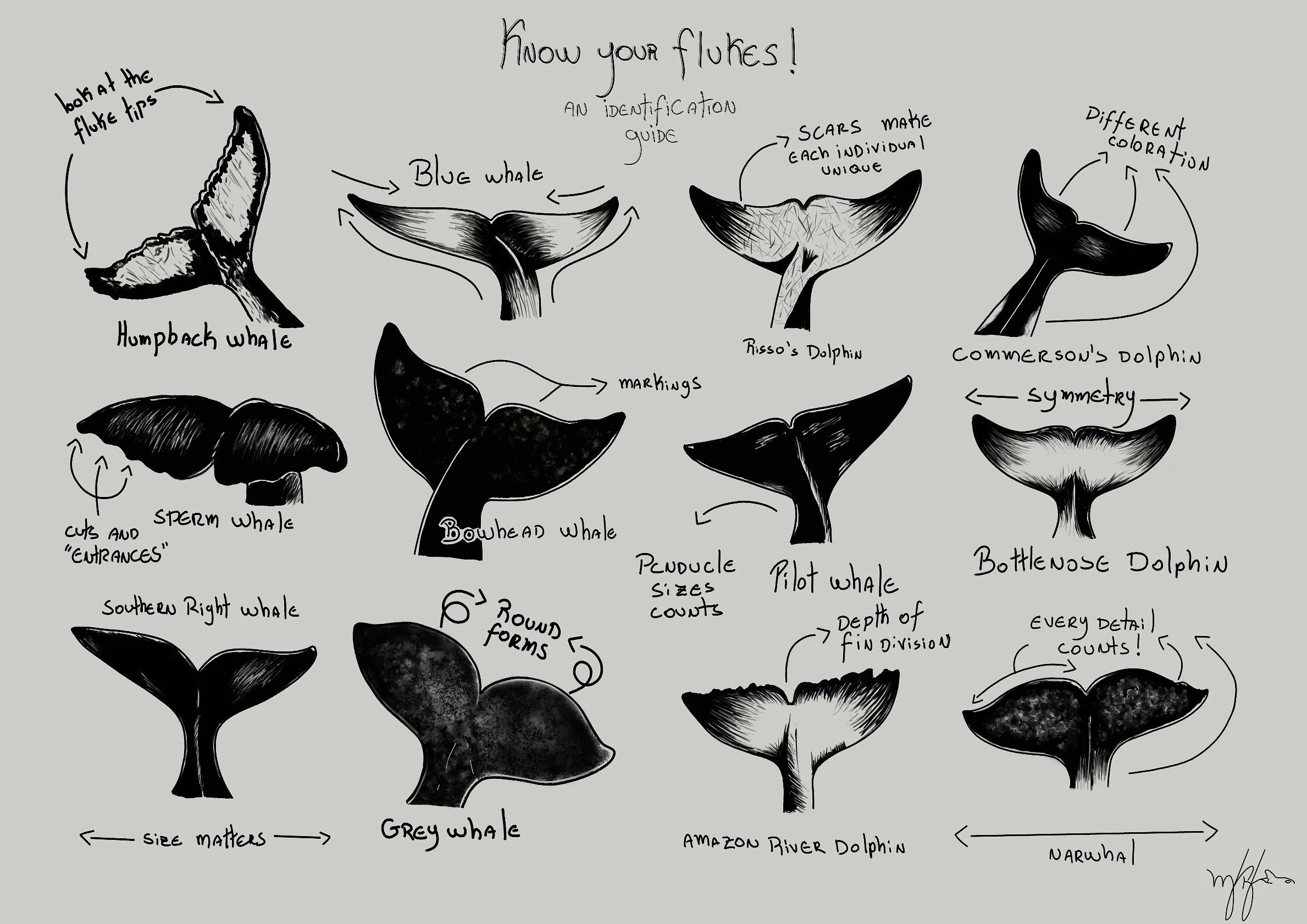 Whales And Dolphins Art
