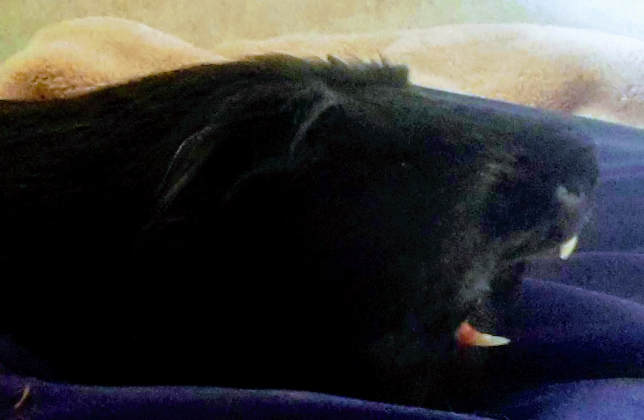 When Your Gunina Pig Is Bored