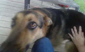 My Dog Looks Guilty?