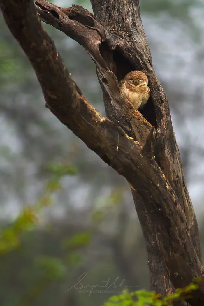 Spotted Owlet