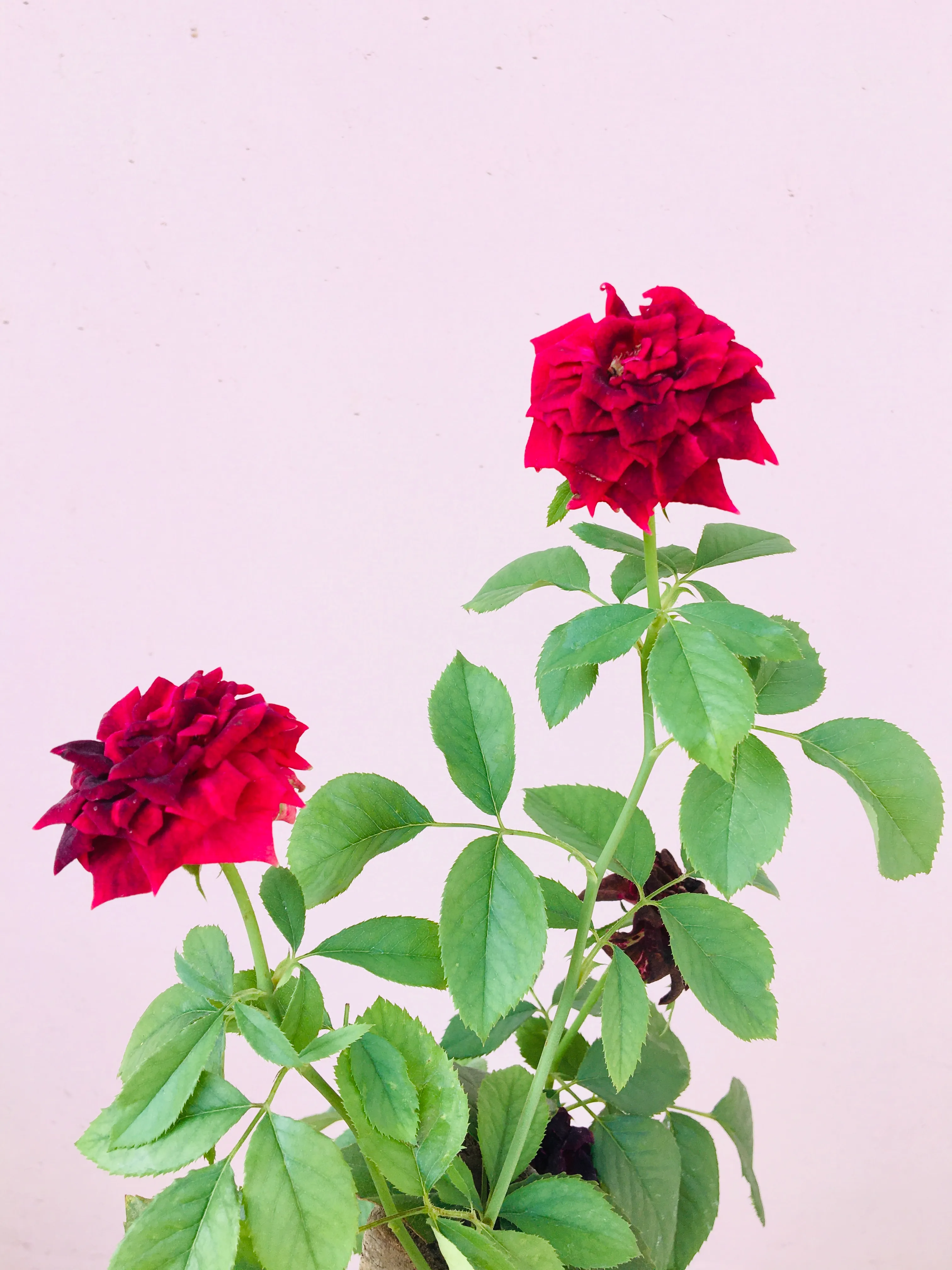 Best Flowers In My Garden