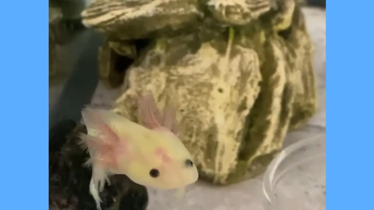 Axolotls Are Adorable - And Interesting