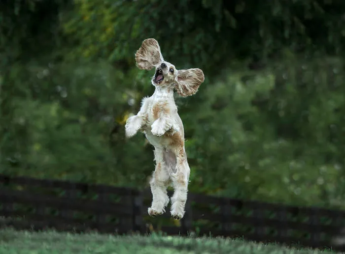 I'm Flying With My Ear Flaps