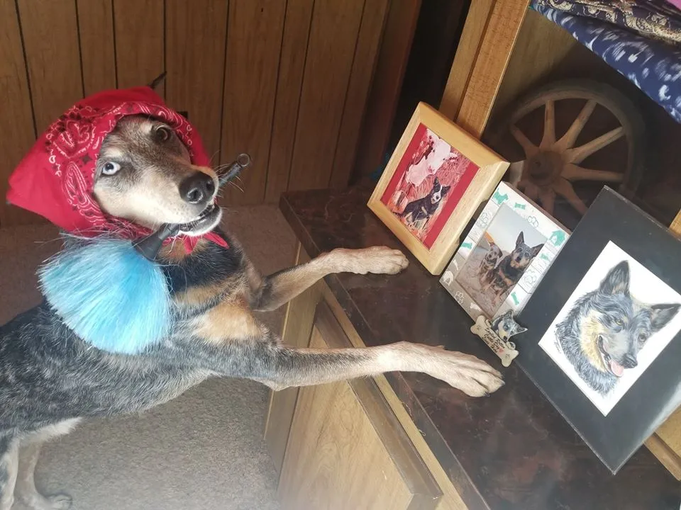 When You Don't Have Cattle To Herd But Your Cattle Dog Still Needs A Job