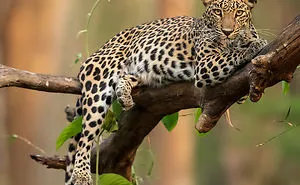 I Have Been Photographing Indian Leopards In Their Natural Habitats Over 5 Years