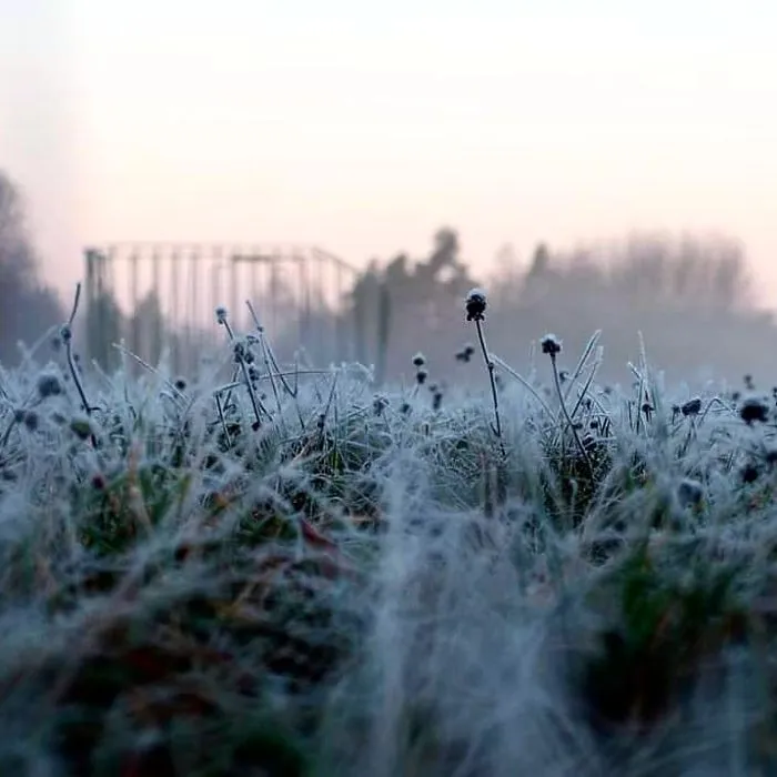 Morning Frostbite