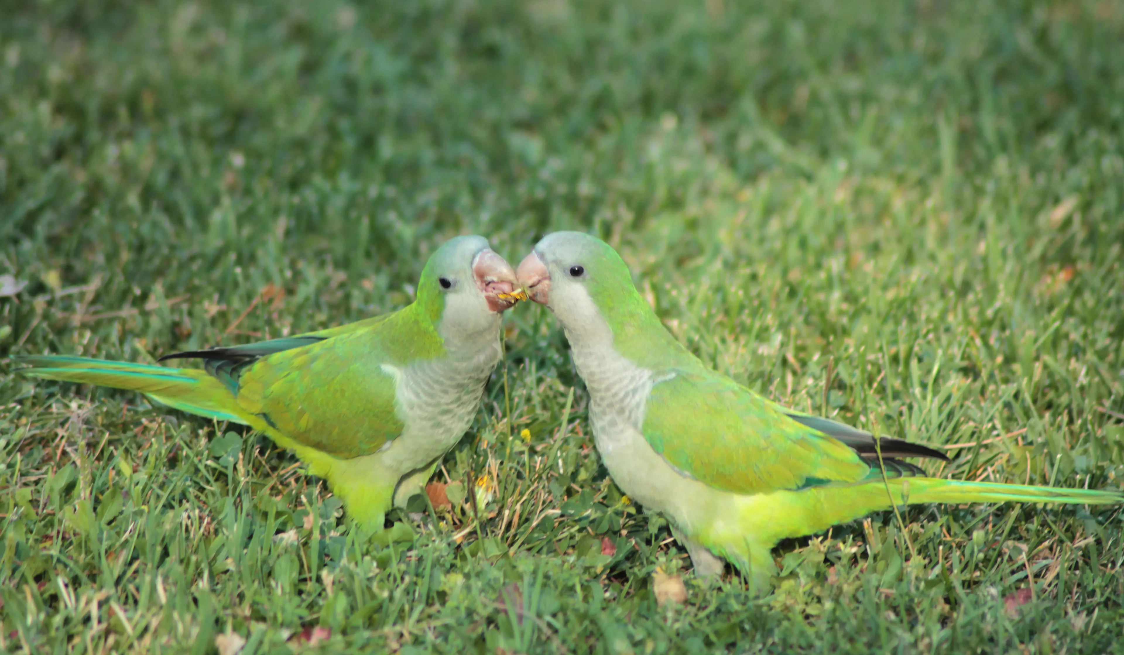 Photographing Birds