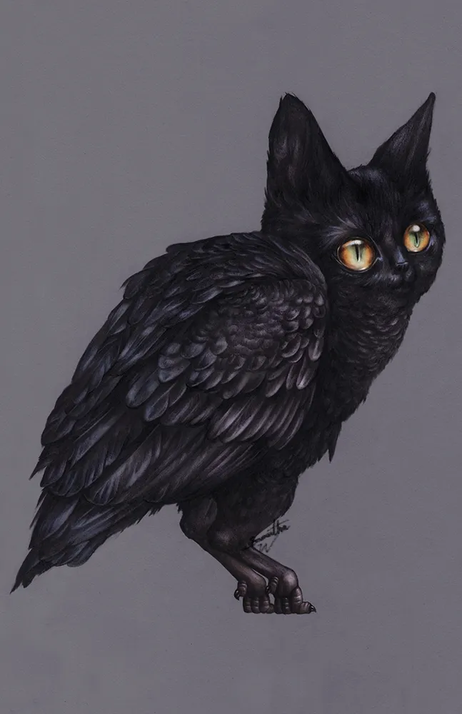 Juniper The Owlcat Illustration