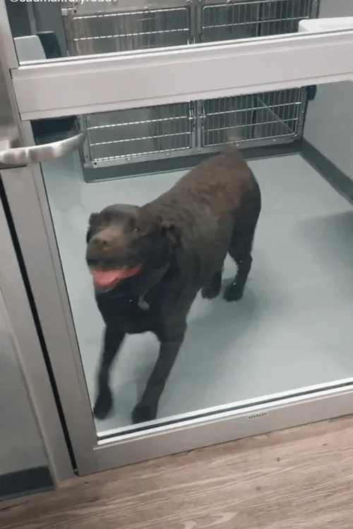 Emoción antes de ser adoptado