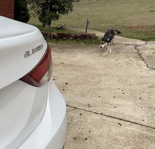 My Rescue Pup Has A Helicopter Tail!