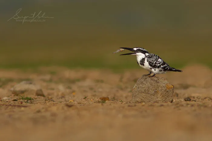 Kingfisher
