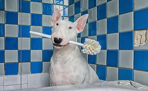 23 Funny Coronavirus Facts And Thoughts By My Bull Terrier Claire