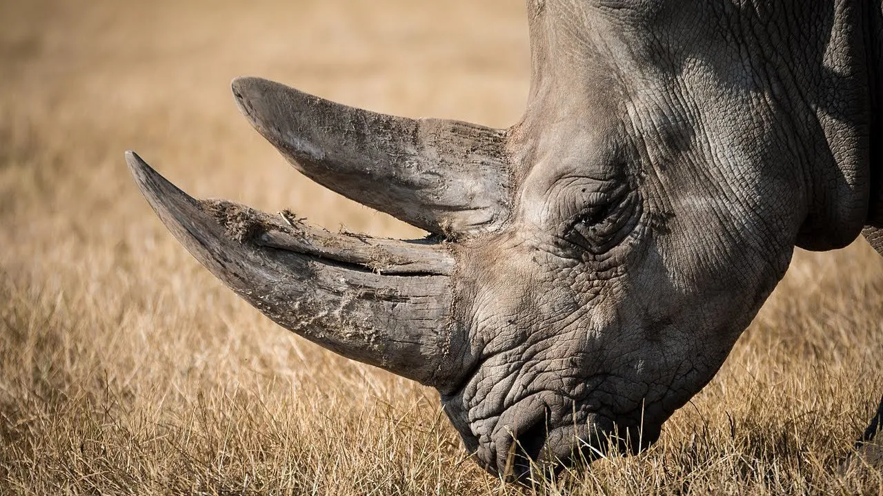 Meet The Endangered Black Rhino - Watch And Become Aware
