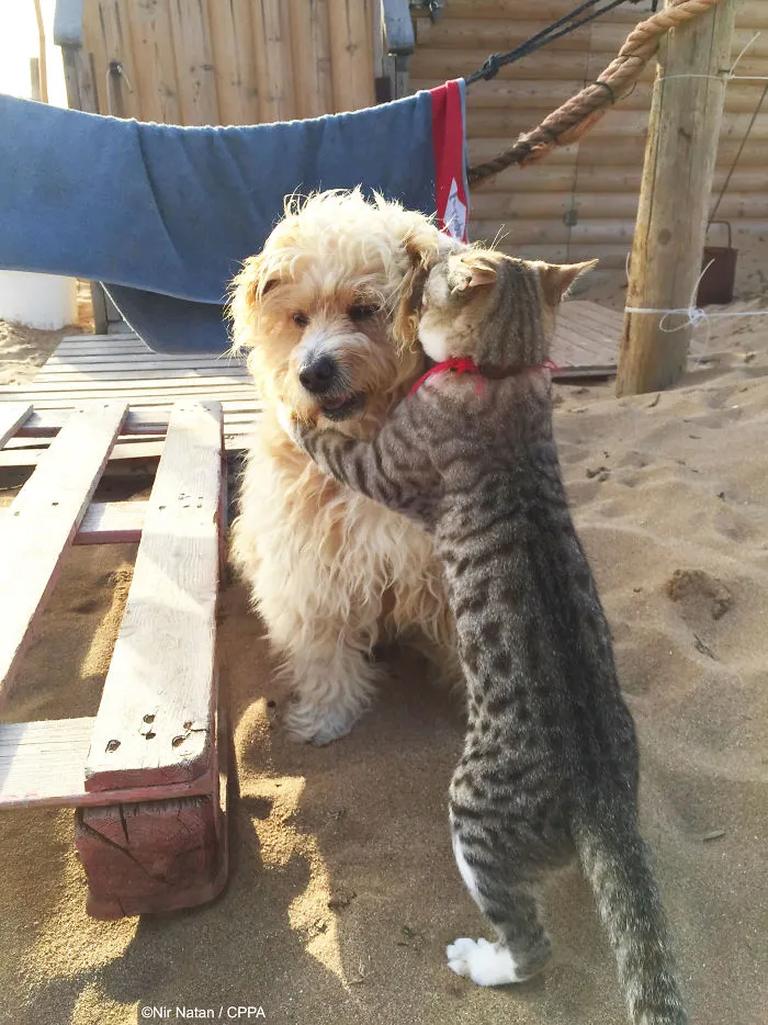 Buddies
