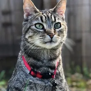 catnamedpizza