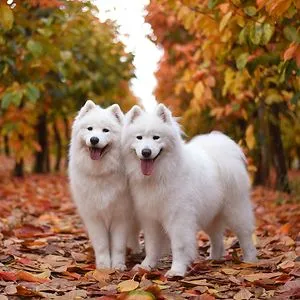 Summer &amp; Apollo
