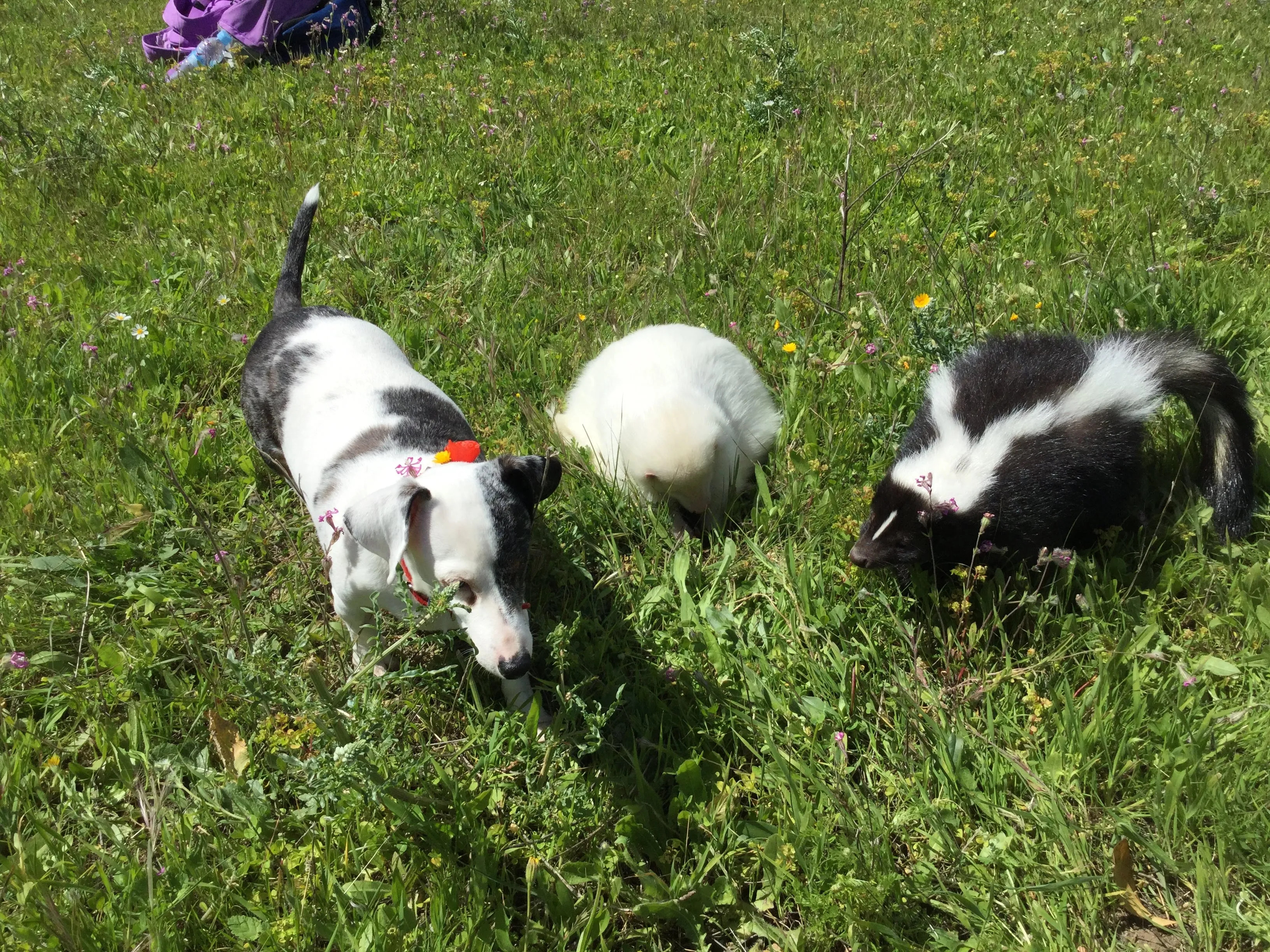 Skunks Make Adorable Pets