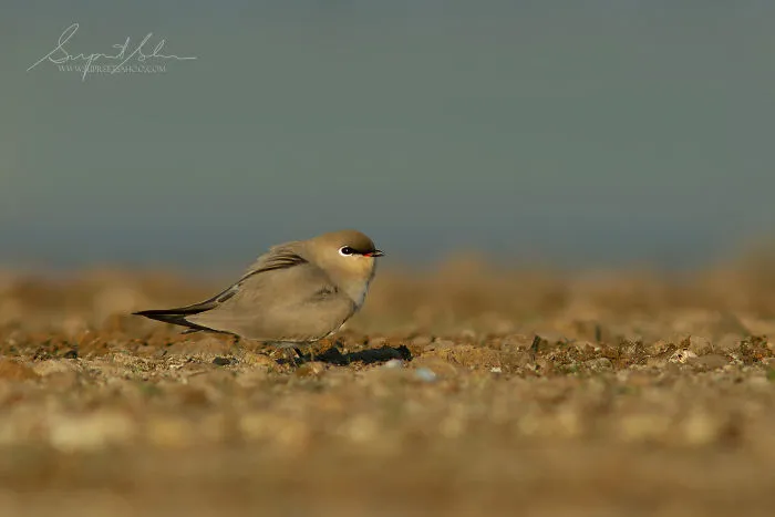 Small Pratincole