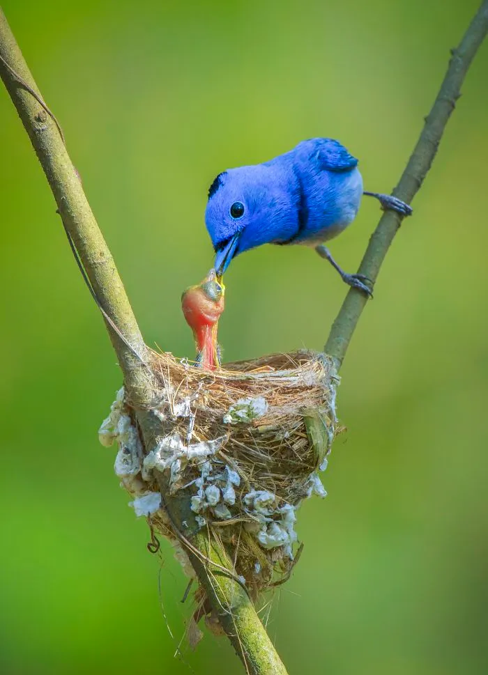 The First Kiss Of Spring