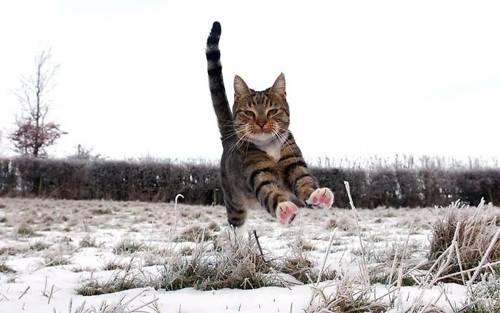 The Bouncing Cat