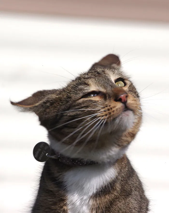 The Wind-Blown Cat