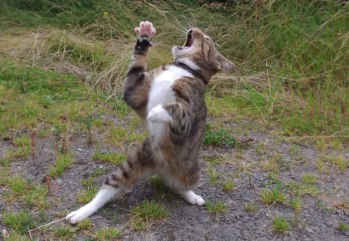 The Singing Cat