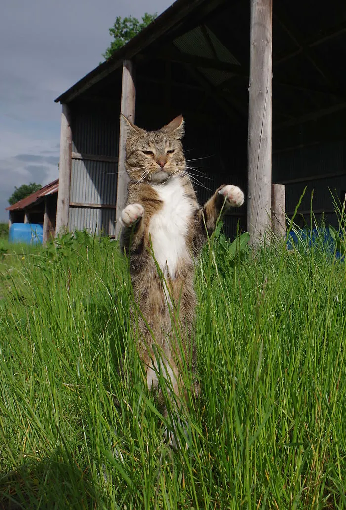The Zombie Cat