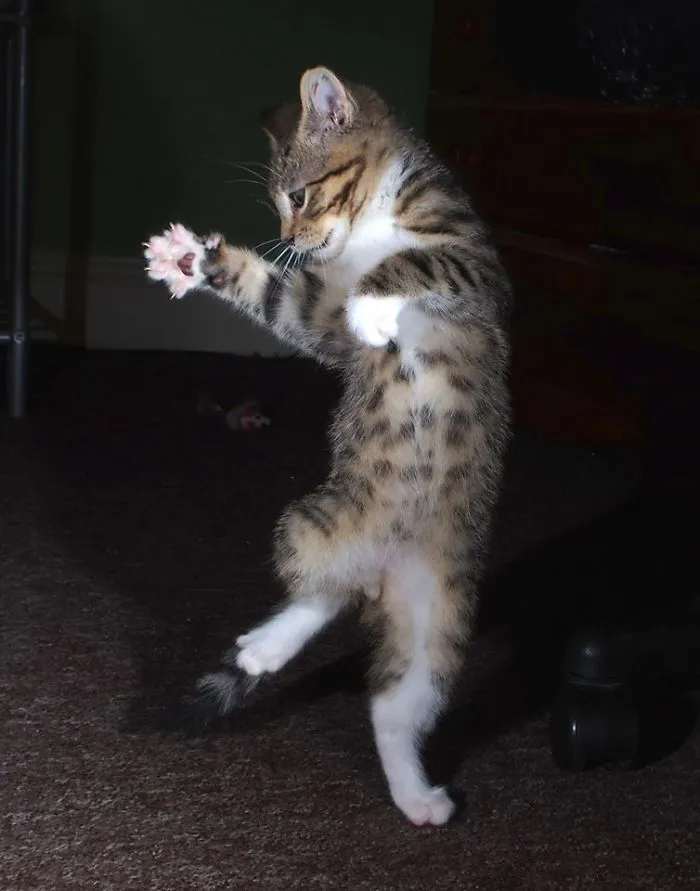 The Hyperactive Kitten