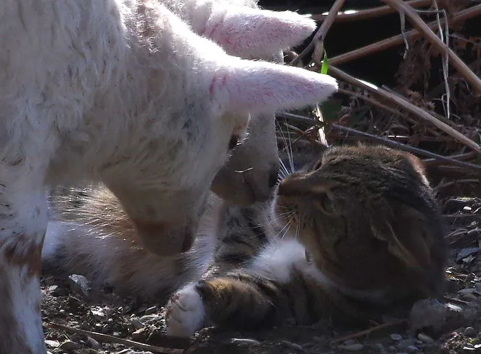 The Friendly Cat