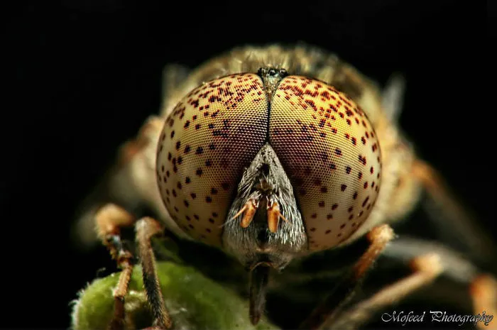 Hoverfly